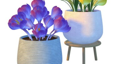 Daya Crocus Plant at Nynaeve Design