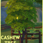 HARVESTABLE CASHEW TREE at Icemunmun