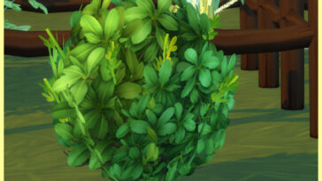 HARVESTABLE FENUGREEK at Icemunmun