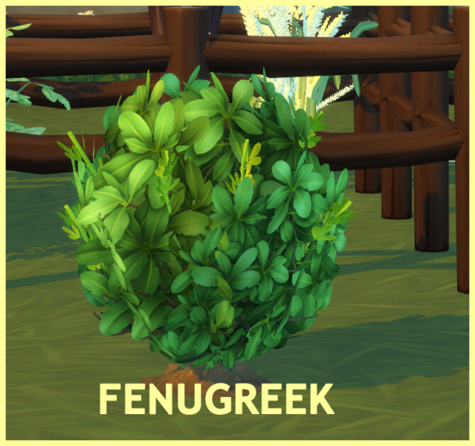 HARVESTABLE FENUGREEK at Icemunmun