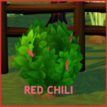 HARVESTABLE RED CHILI at Icemunmun