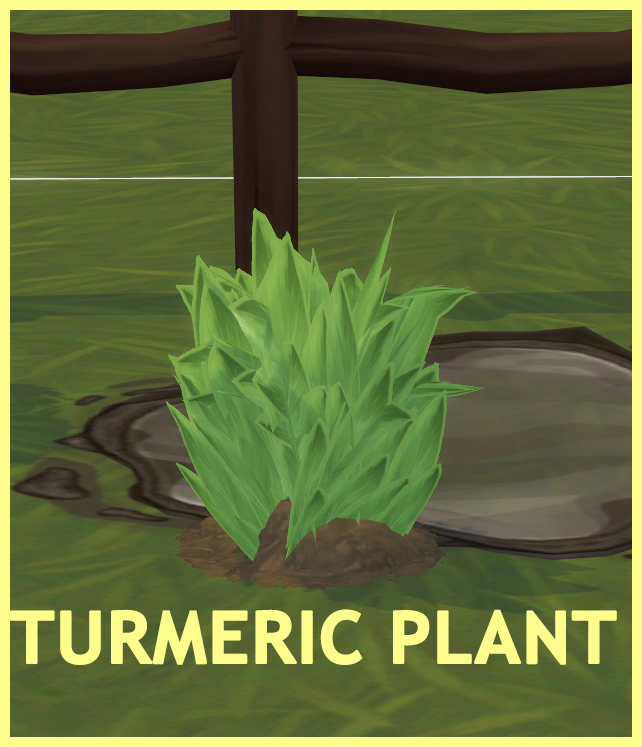 HARVESTABLE TURMERIC at Icemunmun