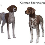 German Shorthaired Pointer Makeover at Blue Ancolia