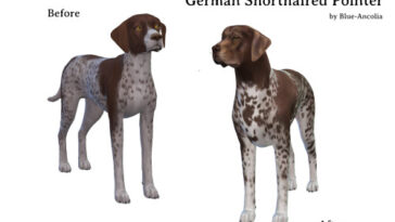 German Shorthaired Pointer Makeover at Blue Ancolia