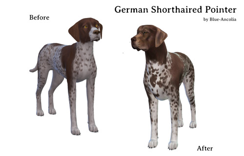 German Shorthaired Pointer Makeover at Blue Ancolia