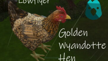 Golden Wyandotte Hen by lowflyer at Mod The Sims 4