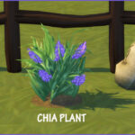 HARVESTABLE CHIA at Icemunmun