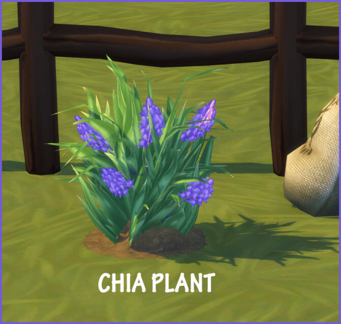 HARVESTABLE CHIA at Icemunmun