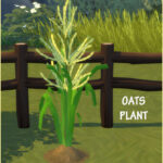 HARVESTABLE OATS at Icemunmun