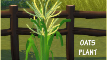 HARVESTABLE OATS at Icemunmun