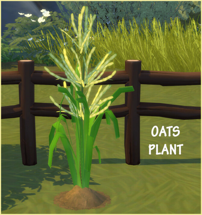 HARVESTABLE OATS at Icemunmun