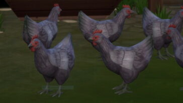 Lavender Orpington Hen by lowflyer at Mod The Sims 4