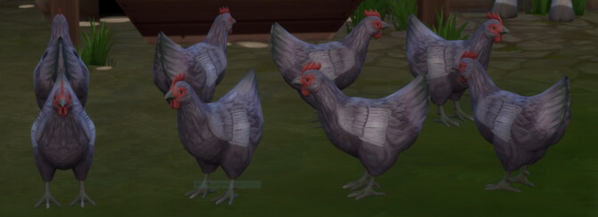 Lavender Orpington Hen by lowflyer at Mod The Sims 4