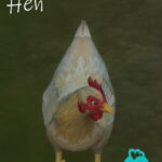 Real Breeds: Buff Orpington hen by lowflyer at Mod The Sims 4