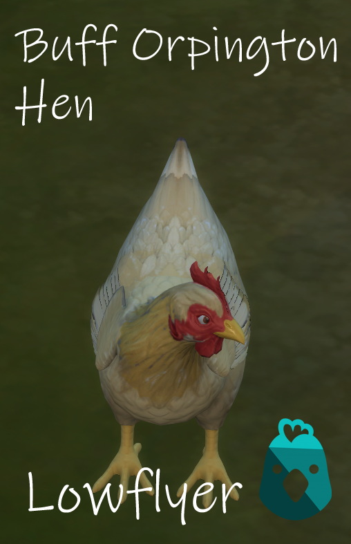 Real Breeds: Buff Orpington hen by lowflyer at Mod The Sims 4