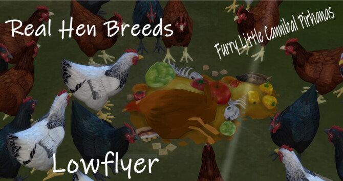 Three REAL hen breeds by lowflyer at Mod The Sims 4